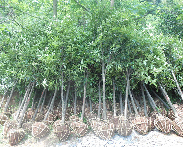 桂花樹(shù)17