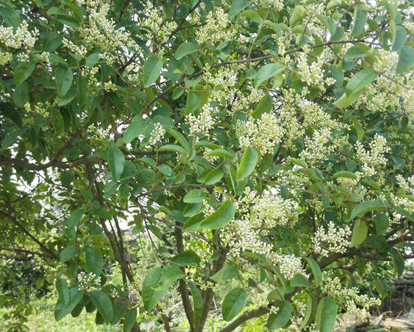 桂花樹20