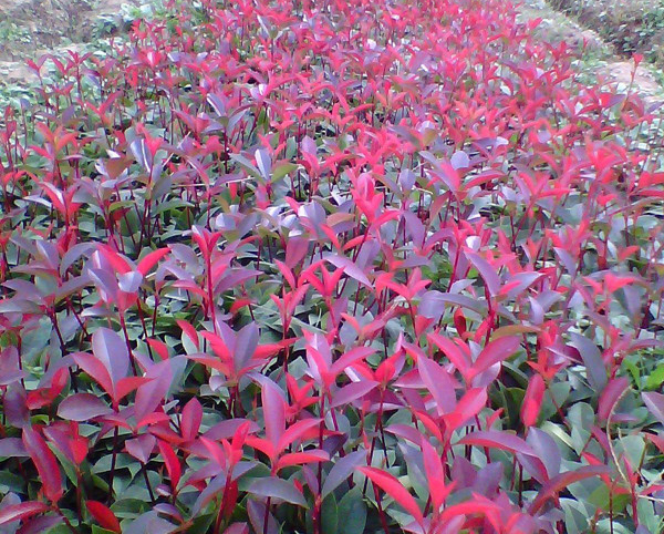 紅葉石楠19