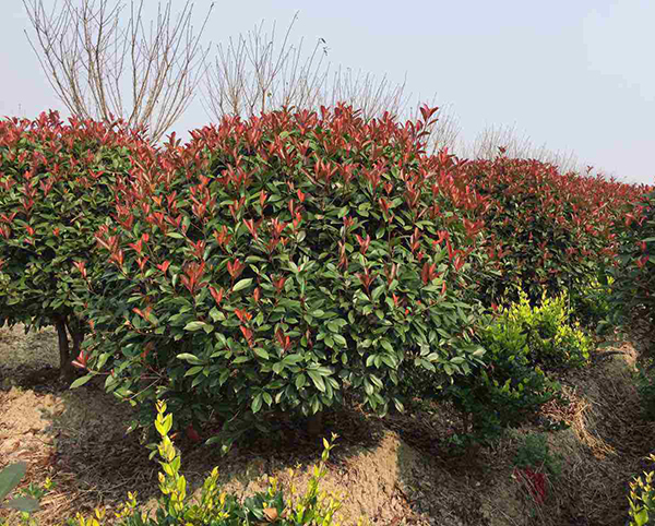 紅葉石楠22