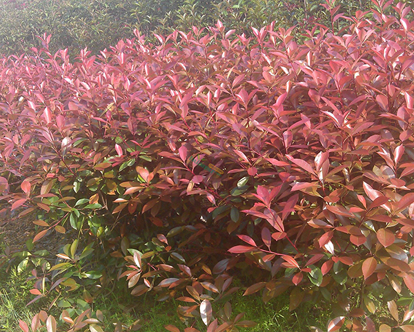 紅葉石楠43