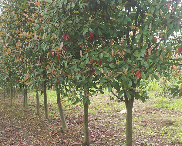 紅葉石楠46