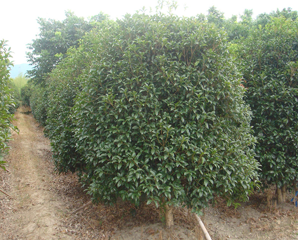 香樟樹12
