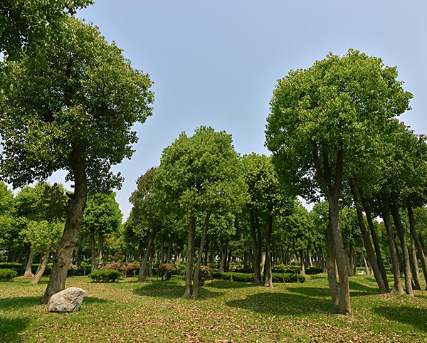香樟樹15