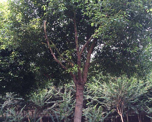 香樟樹20